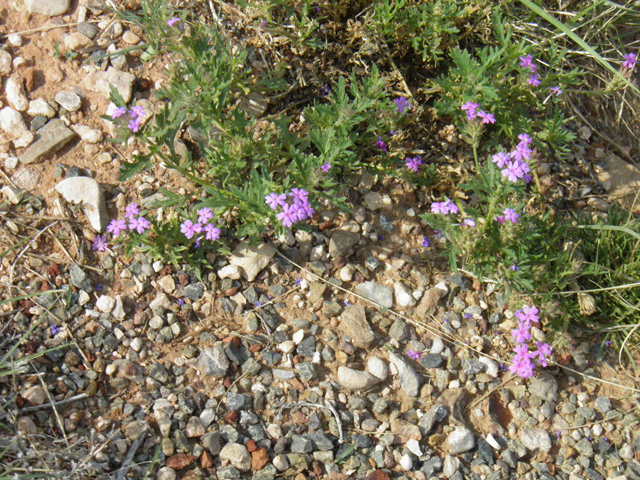 Glandularia bipinnatifida var. ciliata (Davis mountains mock vervain) #85739