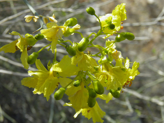 Parkinsonia florida (Blue paloverde) #85755