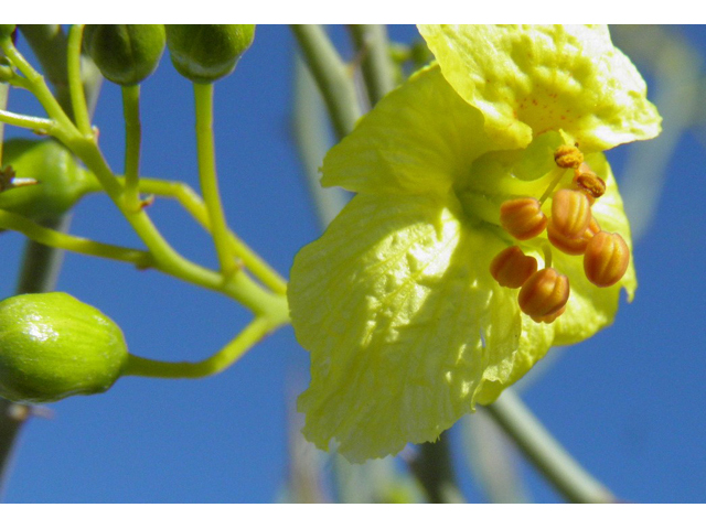 Parkinsonia florida (Blue paloverde) #85757