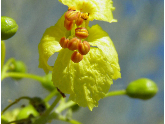 Parkinsonia florida (Blue paloverde) #85760