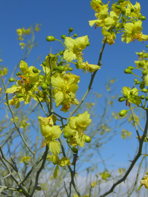 Parkinsonia florida (Blue paloverde) #85765