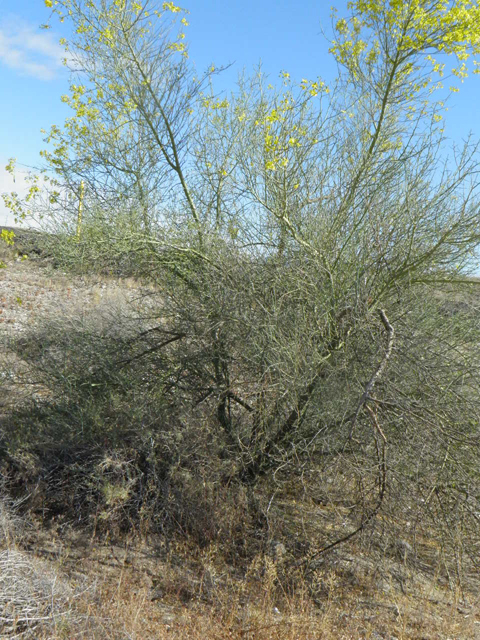 Parkinsonia florida (Blue paloverde) #85766