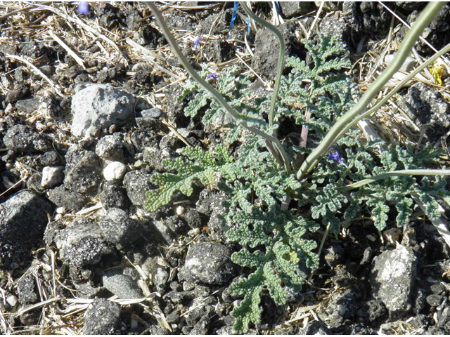 Salvia columbariae (California sage) #85779