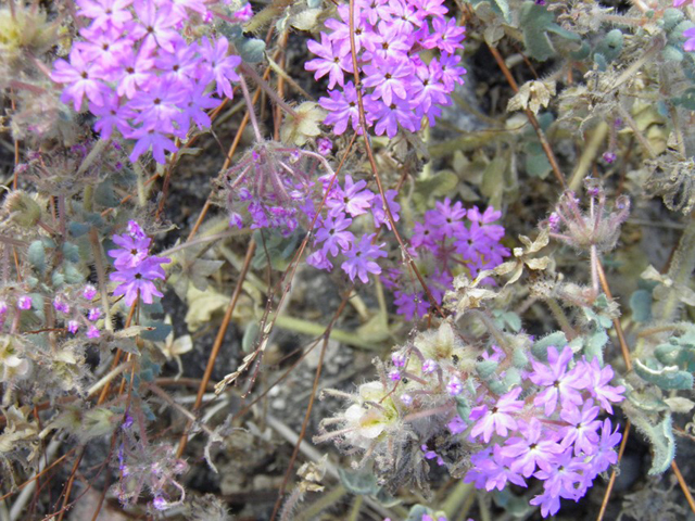 Abronia villosa (Desert sand verbena) #85791