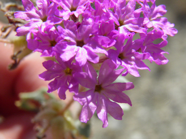 Abronia villosa (Desert sand verbena) #85794