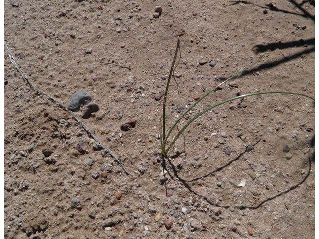 Zephyranthes longifolia (Copper zephyrlily) #85808