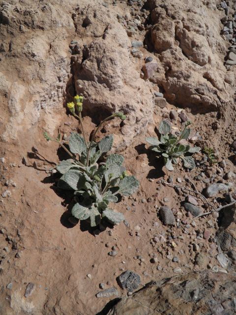 Psathyrotopsis scaposa (Naked turtleback) #85815