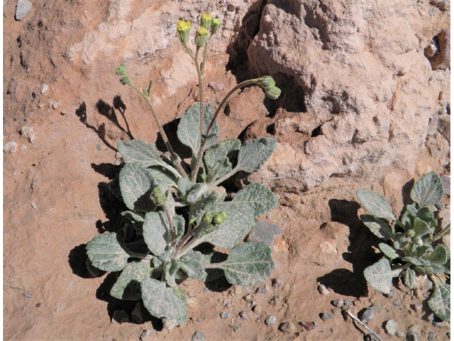 Psathyrotopsis scaposa (Naked turtleback) #85816