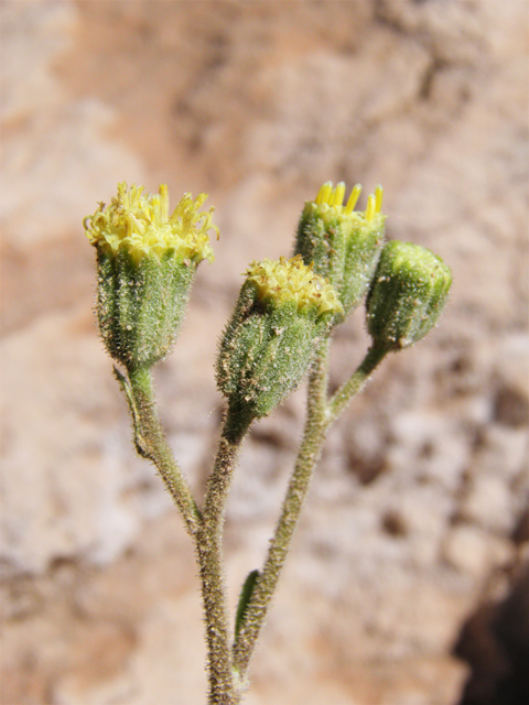 Psathyrotopsis scaposa (Naked turtleback) #85817