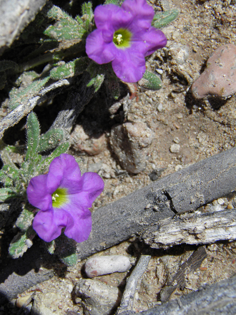 Nama hispidum (Sand bells) #85826