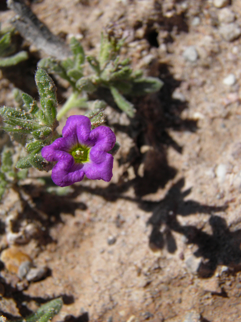 Nama hispidum (Sand bells) #85827