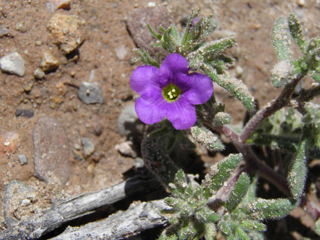 Nama hispidum (Sand bells) #85828