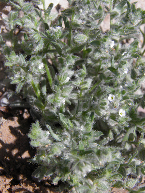 Cryptantha mexicana (Mexican cryptantha) #85830