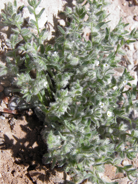 Cryptantha mexicana (Mexican cryptantha) #85831