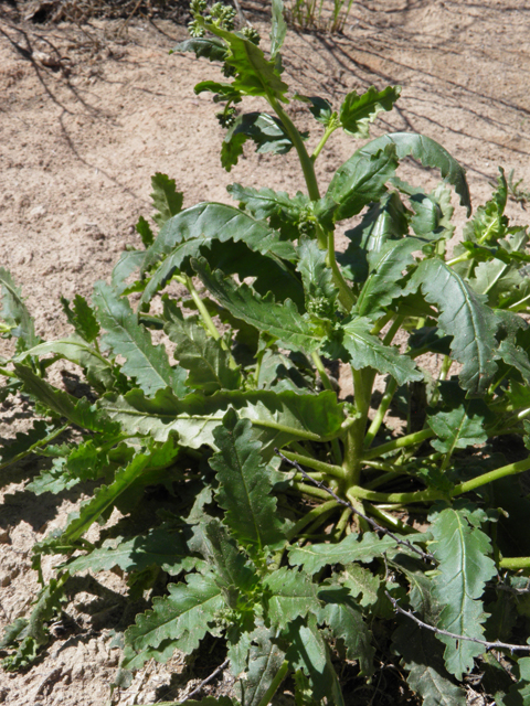 Phacelia integrifolia (Gypsum phacelia) #85835