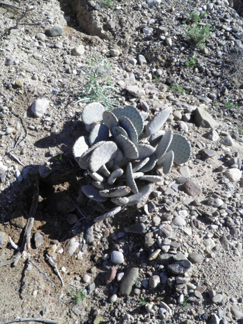 Opuntia macrocentra (Purple pricklypear) #85907