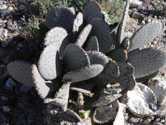 Opuntia macrocentra (Purple pricklypear) #85908