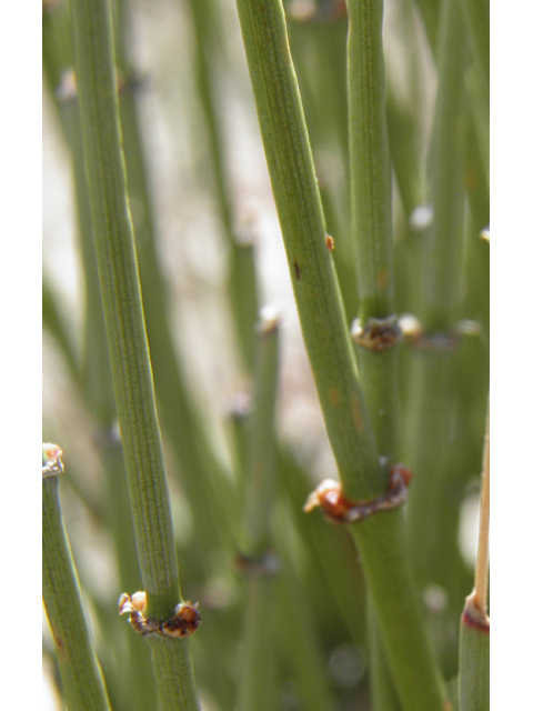 Ephedra torreyana (Torrey's jointfir) #85923