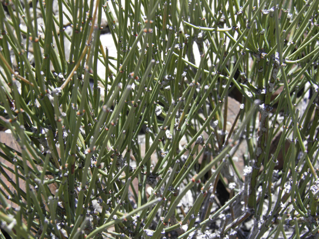 Ephedra torreyana (Torrey's jointfir) #85924