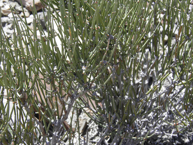 Ephedra torreyana (Torrey's jointfir) #85925