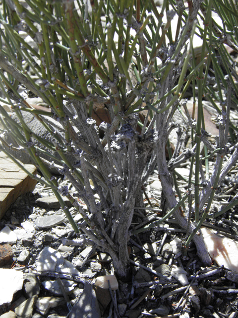 Ephedra torreyana (Torrey's jointfir) #85926