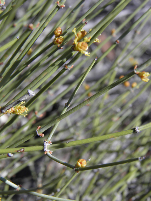 Ephedra torreyana (Torrey's jointfir) #85927