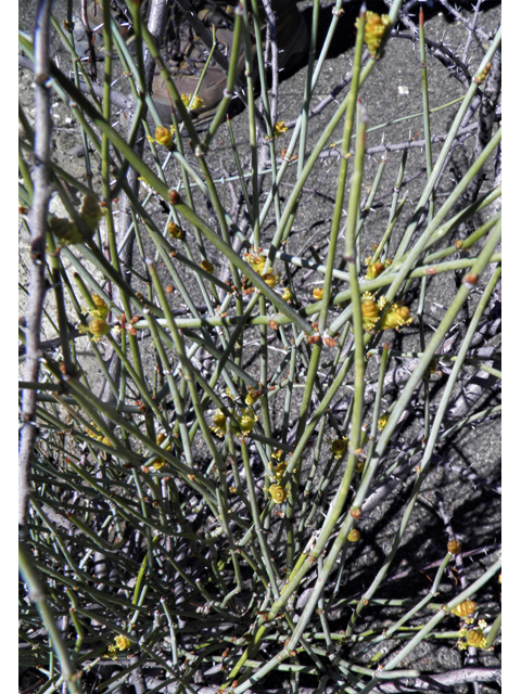 Ephedra torreyana (Torrey's jointfir) #85929