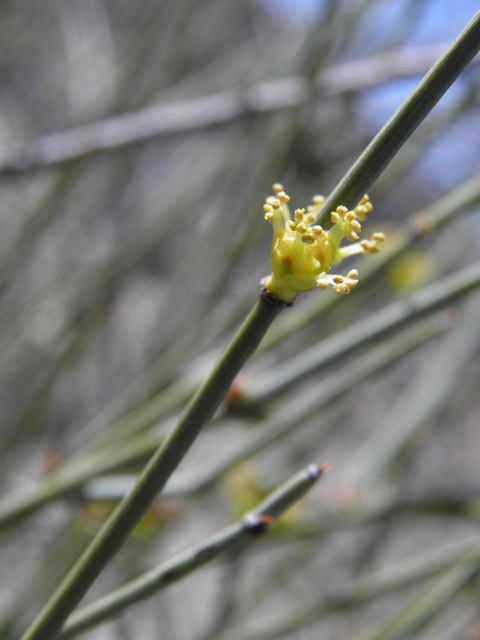 Ephedra torreyana (Torrey's jointfir) #85930