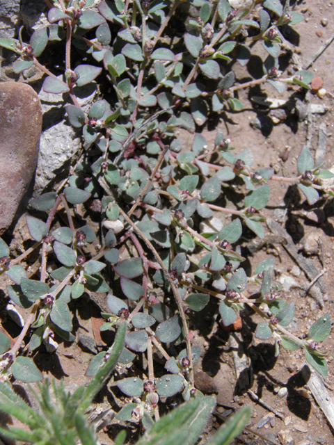 Chamaesyce cinerascens (Ashy sandmat) #85935