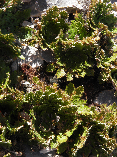 Selaginella lepidophylla (Flower of stone) #85988