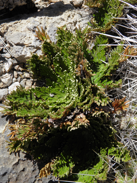 Selaginella lepidophylla (Flower of stone) #85989