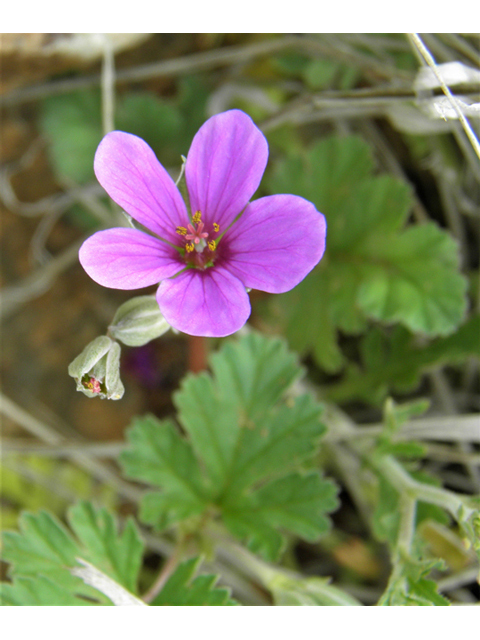 Erodium texanum (Texas stork's bill) #86055