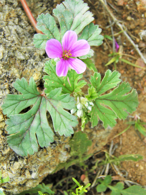 Erodium texanum (Texas stork's bill) #86056