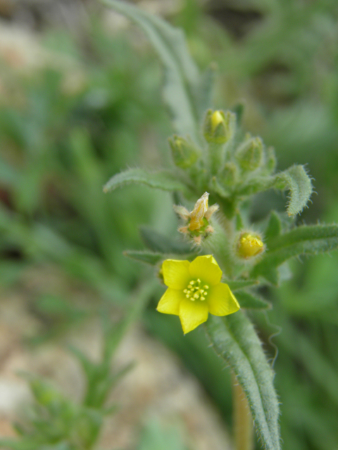 Mentzelia albicaulis (Whitestem blazingstar) #86057