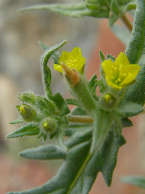 Mentzelia albicaulis (Whitestem blazingstar) #86058