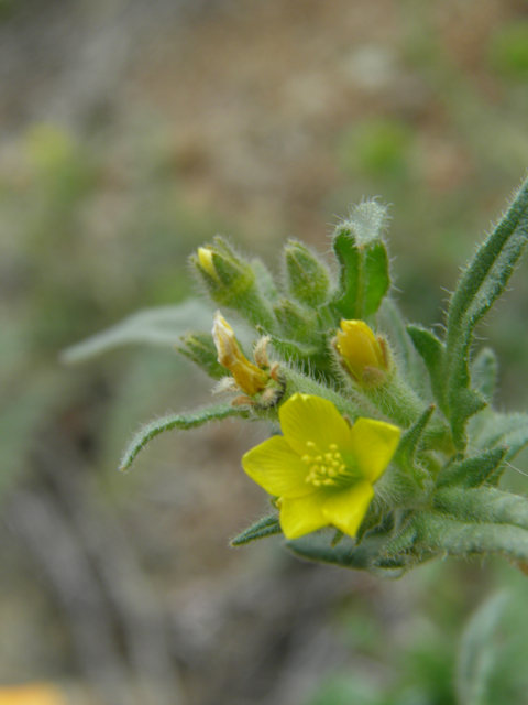 Mentzelia albicaulis (Whitestem blazingstar) #86059