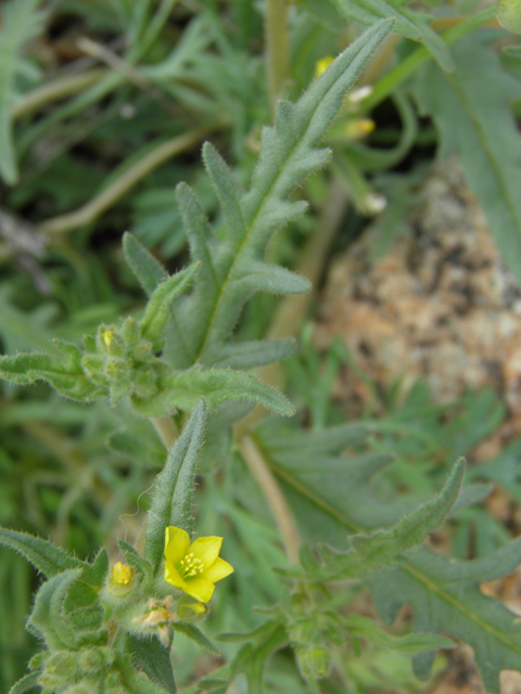 Mentzelia albicaulis (Whitestem blazingstar) #86060