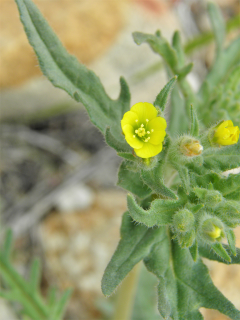 Mentzelia albicaulis (Whitestem blazingstar) #86061