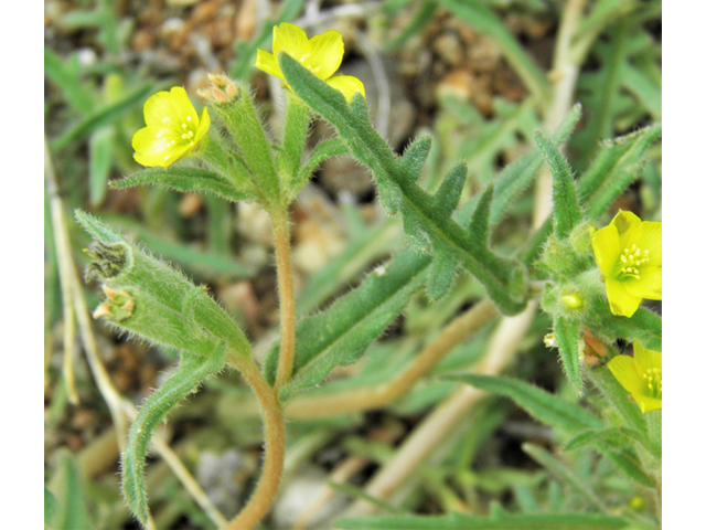 Mentzelia albicaulis (Whitestem blazingstar) #86062