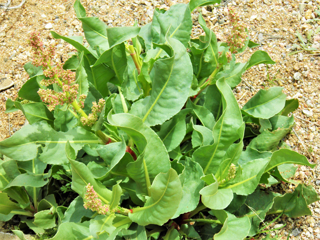 Rumex hymenosepalus (Canaigre dock) #86095