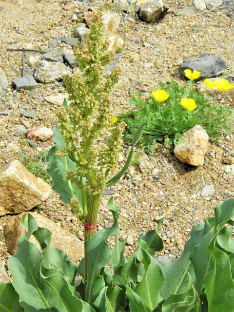 Rumex hymenosepalus (Canaigre dock) #86096