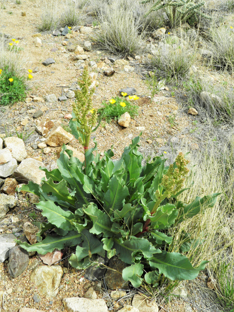 Rumex hymenosepalus (Canaigre dock) #86097