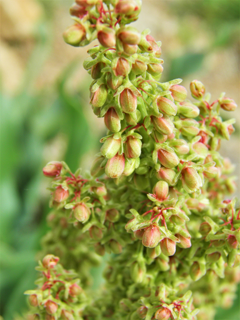 Rumex hymenosepalus (Canaigre dock) #86098