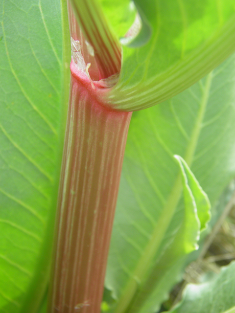 Rumex hymenosepalus (Canaigre dock) #86100