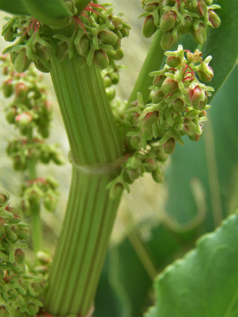 Rumex hymenosepalus (Canaigre dock) #86101