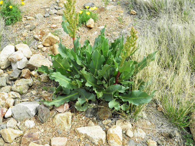 Rumex hymenosepalus (Canaigre dock) #86102