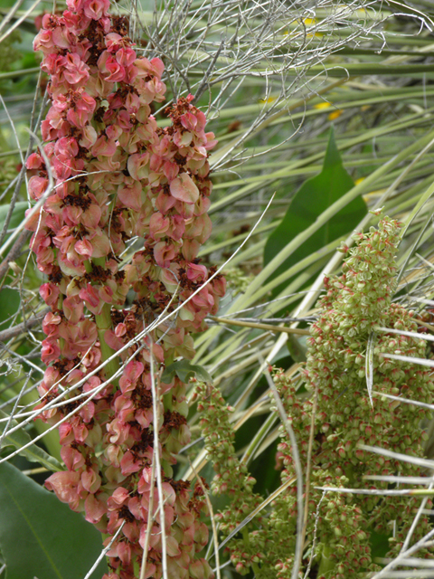 Rumex hymenosepalus (Canaigre dock) #86103