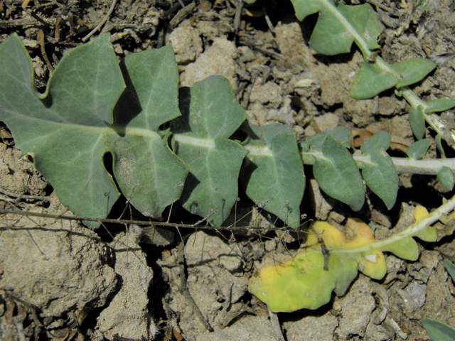 Streptanthus carinatus ssp. arizonicus (Arizona jewelflower) #86163