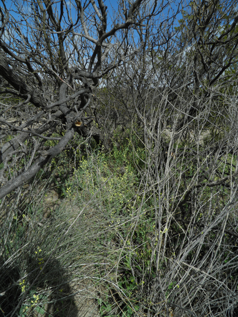 Streptanthus carinatus ssp. arizonicus (Arizona jewelflower) #86165