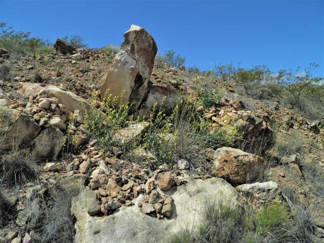 Streptanthus carinatus ssp. arizonicus (Arizona jewelflower) #86167